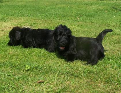 Bildschöne Scottish Terrier Welpen aus VDH / KfT Zucht