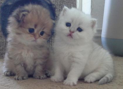 1 Highlander Kater und 1 BKH Kater in blue-silver und golden-shaded