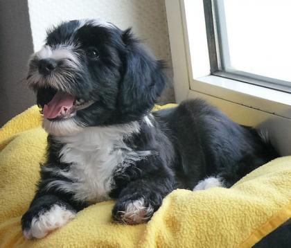 Traumhaft schöne Tibet Terrier Welpen VDH/ILT Papieren suchen ein neues Zuhause