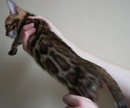 Unsere niedlichen Bengal Kitten sind abgabebereit Bengalen Katzen