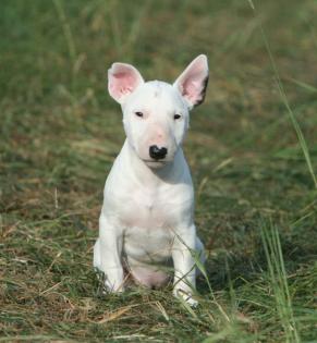 VDH Miniatur Bullterrier Hündinnen / Rüden in liebevollen