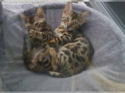 Reinrassige bengal Kitten zu verkaufen