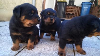 Wunderschönen Rottweilerwelpen suchen ein neues Zuhause