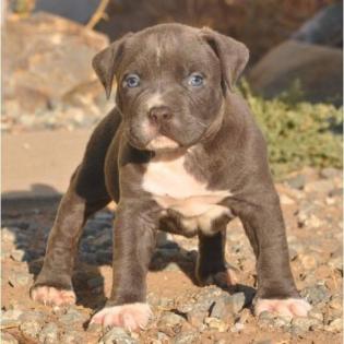 Wunderschöne Pitbull Blueline Welpen