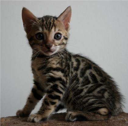 Umwerfender Bengal Kater Kitten mit Stammbaum Prima für die Zucht