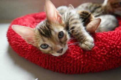 Wundervolle Bengal Kitten m/w mit Stammbaum abgabebereit