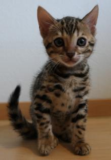 Süßer Bengal Kater Kitten mit Stammbaum prima für Zucht