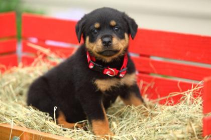 Reinrassige Rottweiler welpen mit ADRK