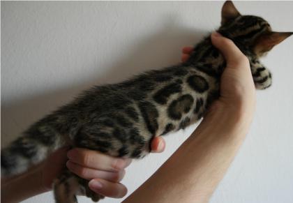 Niedlicher Bengal Kater Kitten ideal für die Zucht mit Stammbaum