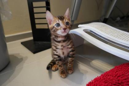 Traumhafte Bengal Kitten Bengalen Katzen abzugeben Stammbaum