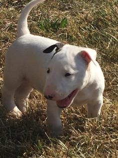 Weihnachten Miniatur Bullterrier mit Ahnentafel von VDH.