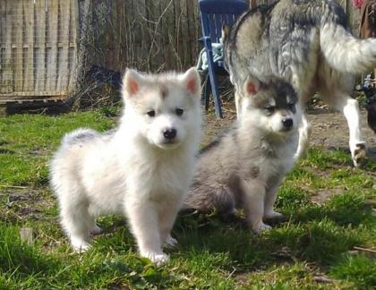 Traumhaft schöne Husky - Welpen