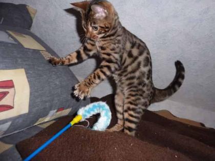 Traumhafte junge Bengal Kitten / Katzen Baby