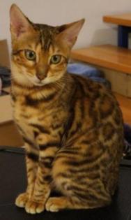 Wunderschöne Bengal Mädchen abzugeben Zuchttauglich mit Stammbaum