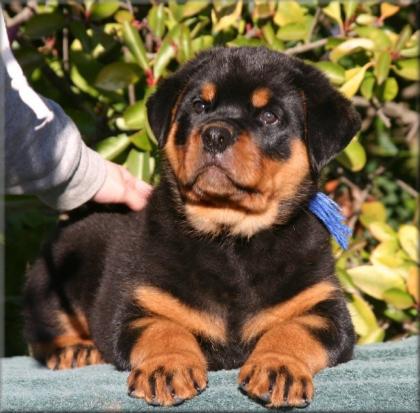 VDH - ADRK-Rottweilerwelpe n aus vielversprechender Leistungsverpaarung zu verka