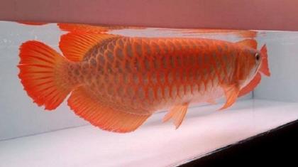 Qualität super rot Arowana Fische