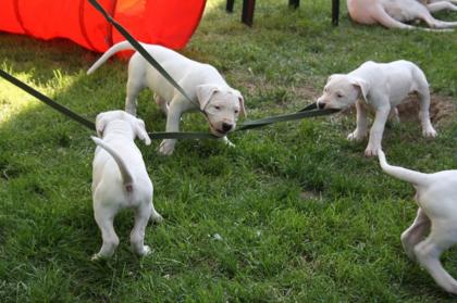 Dogo Argentino Welpen aus VDH Zucht geboren