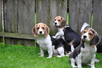 Wunderschöne reinrassige Beagle Welpen.