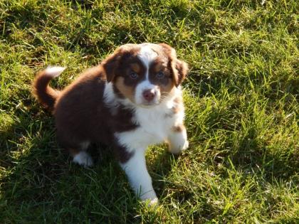 Bildhübsche, typvolle Australian Shepherd Welpen, ASCA