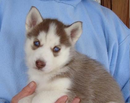 Siberain Husky Welpen