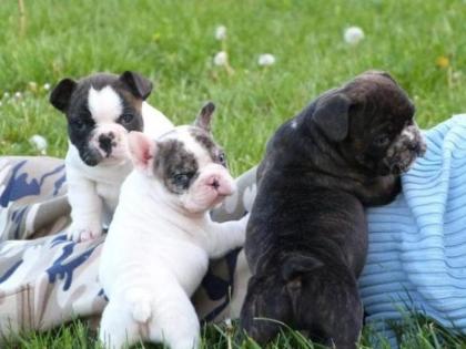 Zwei gesunde Französische Bulldoggen Mädchen mit Pap.