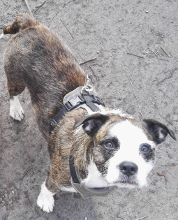 Französische Bulldogge - Tibet Terrier