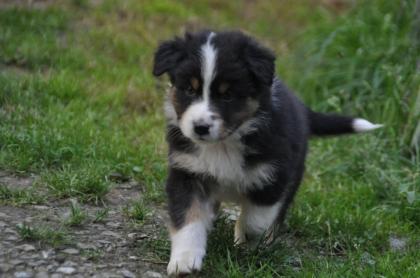 Zuckersüße Miniature Australian Shepherd Welpen.