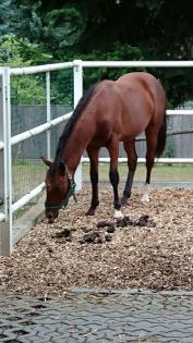 Erstklassiger Quarter Horse Hengst von Hot Smokin Chex