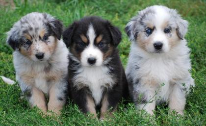 Australian Shepherd Welpen zu verkaufen