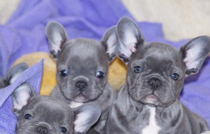 Blaue Französische Bulldoggen Welpen mit papieren 12 wochen alt WhatsApp 0049151