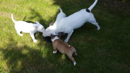 Miniatur Bullterrier Welpen mit Papiere