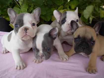 Französische Bulldogge Welpen Hündin 11 wochen alt whatsapp 4915145672158