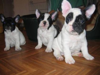 Französische Bulldogge Welpen in seltenen Farben Whatsapp 4915145672158