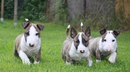 Wunderschöne Reinrassige Miniature Bull-Terrier,