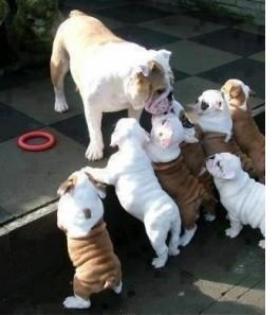 Traumhafte Englisch Bulldoggen-Welpen