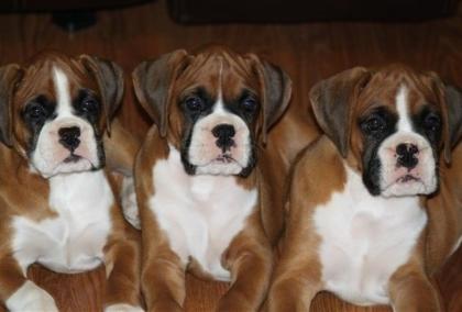 Wunderschöne Boxerwelpen suchen ein nettes zu Hause