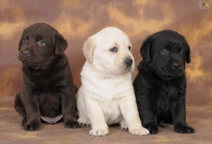 Wunderschönen Labrador Welpen abzugeben.