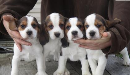 Wunderschöne Beaglewelpen suchen ein Körbchen auf Lebenszeit