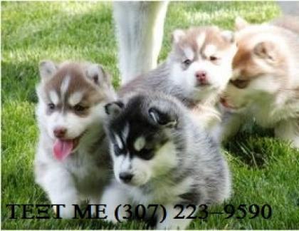 Siberian Husky Welpen Sibirische Huskywelpen