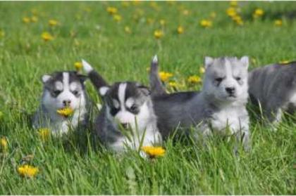 Siberian Husky Welpen Sibirische Huskywelpen