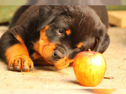 Wunderschöne ADRK Rottweiler Welpen sucht noch eine liebevolle Familie