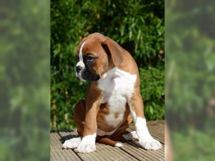 Typvolle Reinrassige Boxer welpen weiblich/männlich