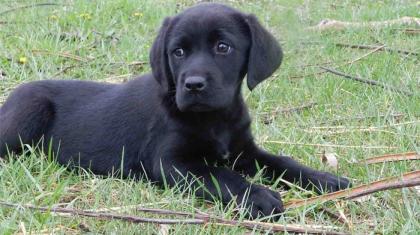 Unsere reinrassigen labrador welpen sind Anfan