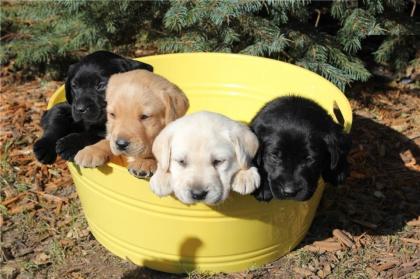 Zuckersüße Labrador welpen