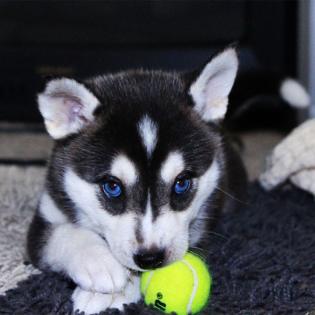 Reinrassige Siberian Husky Welpen suchen neues Zuhause