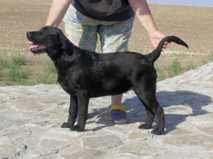 Junge Labradorhündin, schon vollzahnige, super nettes Charakter, FCI Pedigreem s