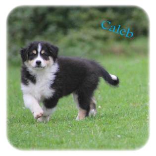 3 schwarze Perlchen - Australian Shepherd Welpen - ASCA-Papiere