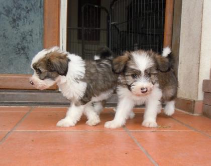 Süße Tibet Terrier Welpen