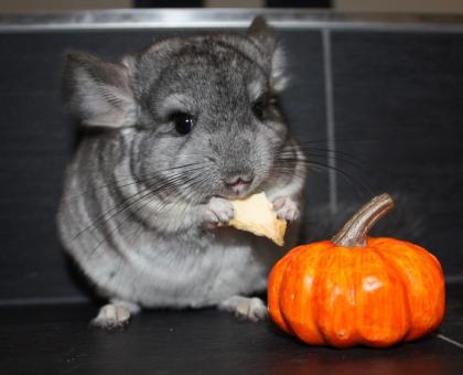 Chinchilla - viele Farben zur Auswahl