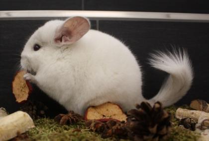 Chinchillas - Jungtiere in vielen Farben